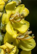 Verbascum lychnitis